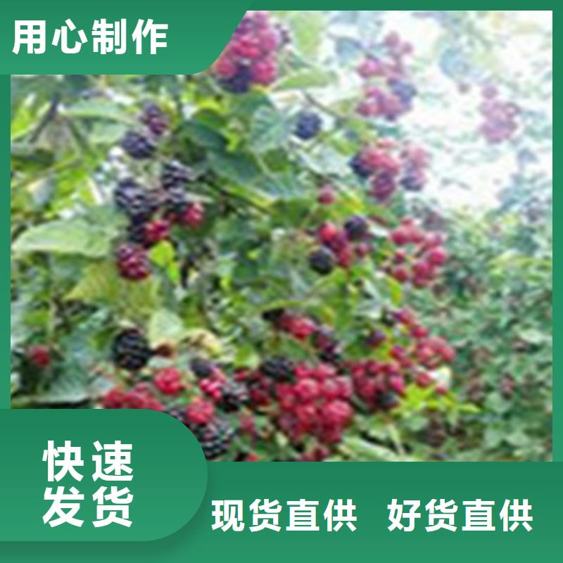 树莓桃树苗质检严格
