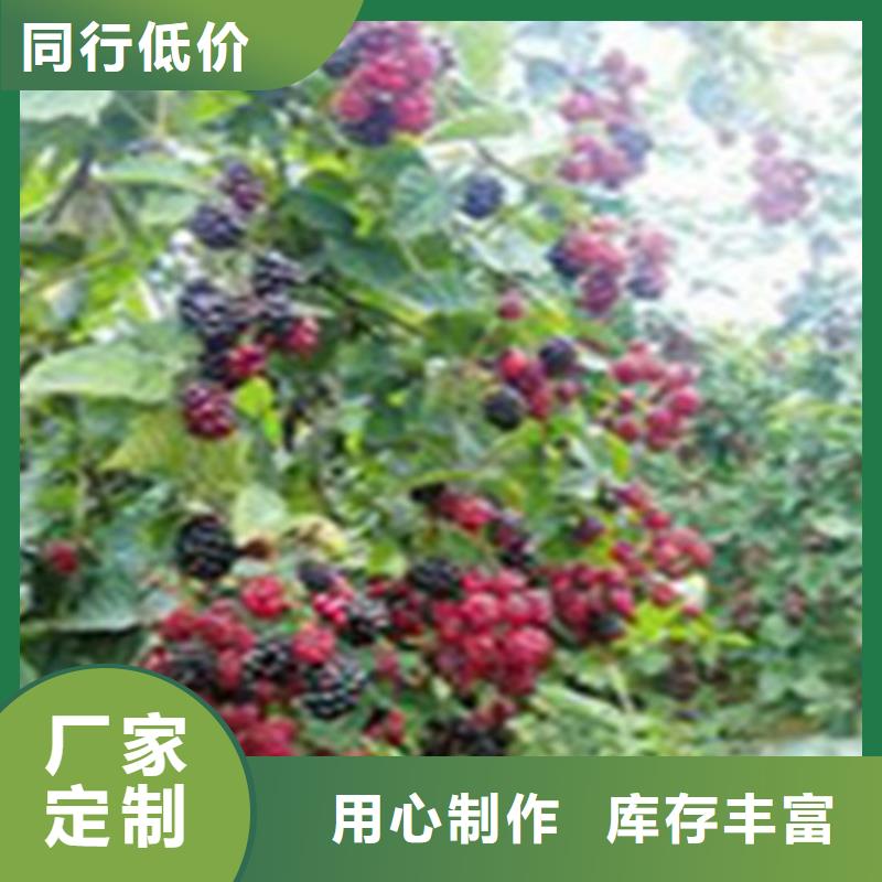 黄树莓苗露天种植/轩园园艺场支持非标定制《轩园》