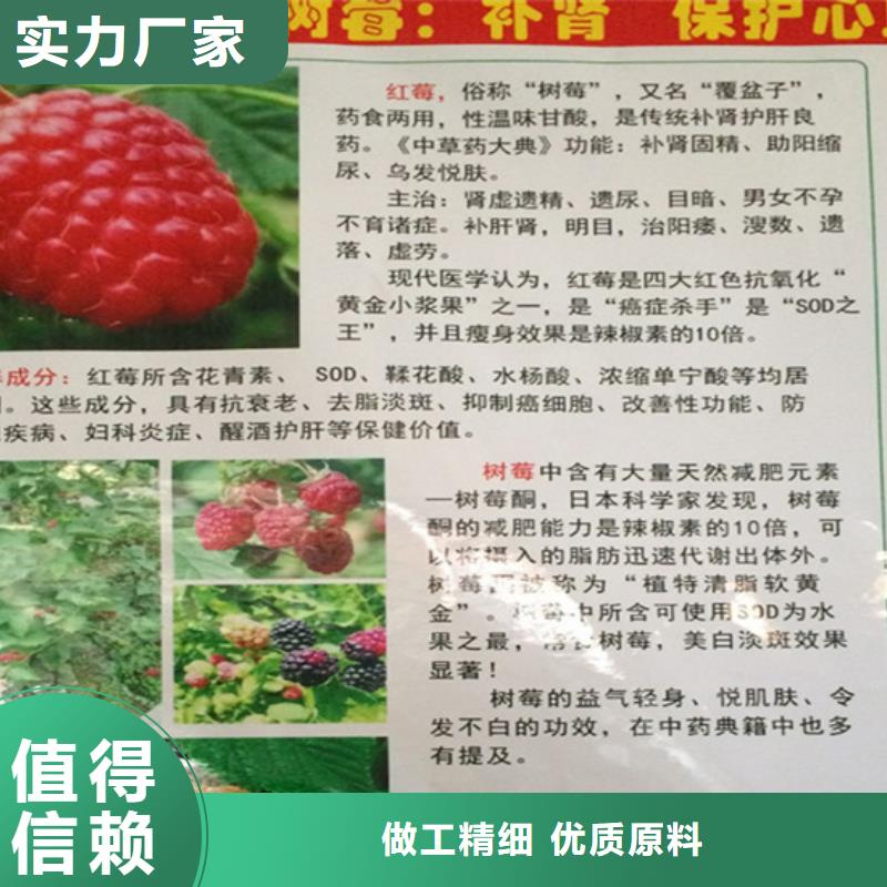 双季红树莓苗欢迎咨询