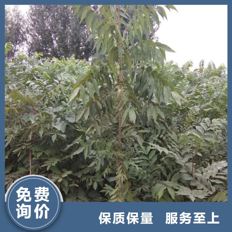 碧根果桃树苗N年大品牌