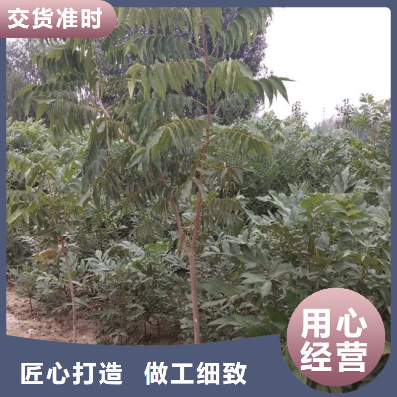 碧根果苹果苗品质无所畏惧