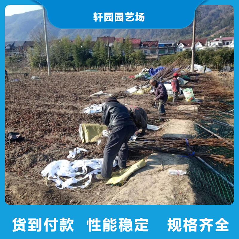 碧根果_梨树苗物流配送