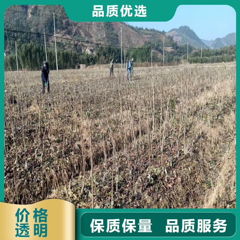 碧根果苹果苗品质无所畏惧