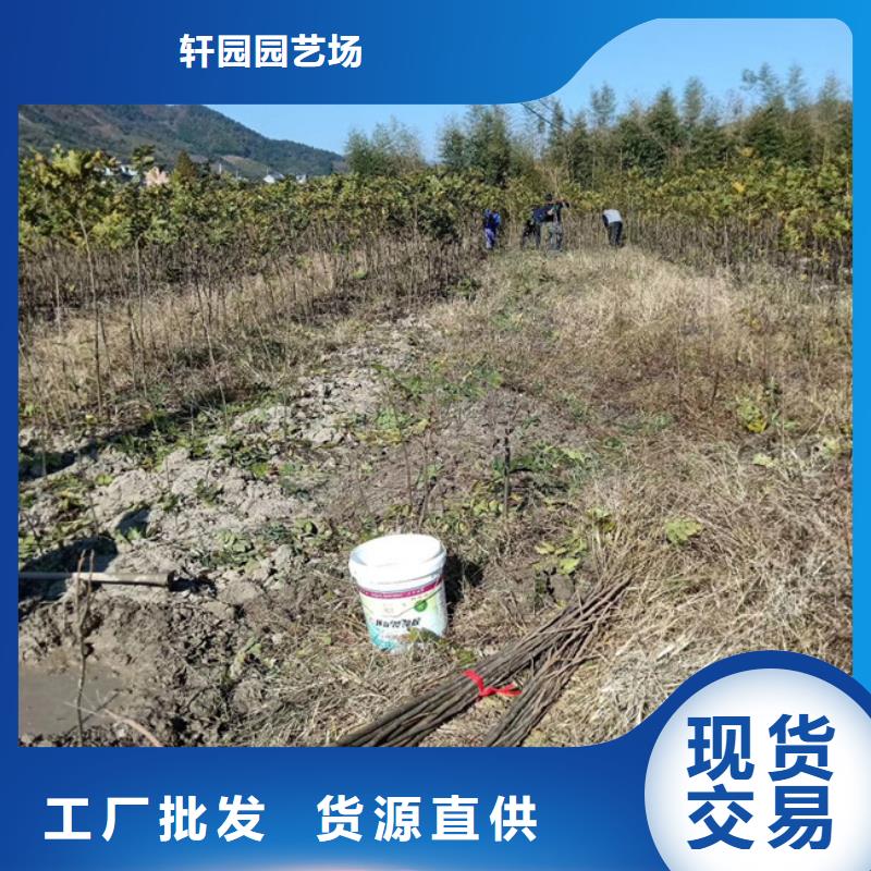 碧根果黄瓜苗专业生产品质保证
