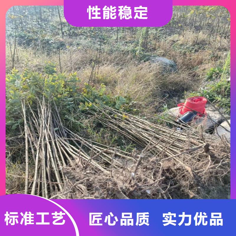 碧根果树现挖苗现发货