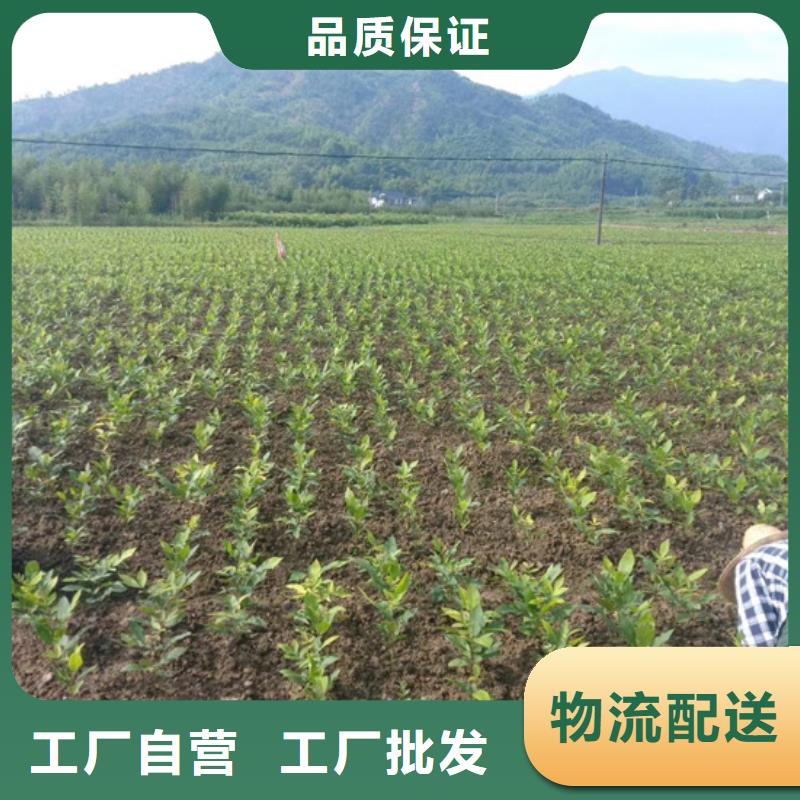 碧根果苹果苗品质无所畏惧