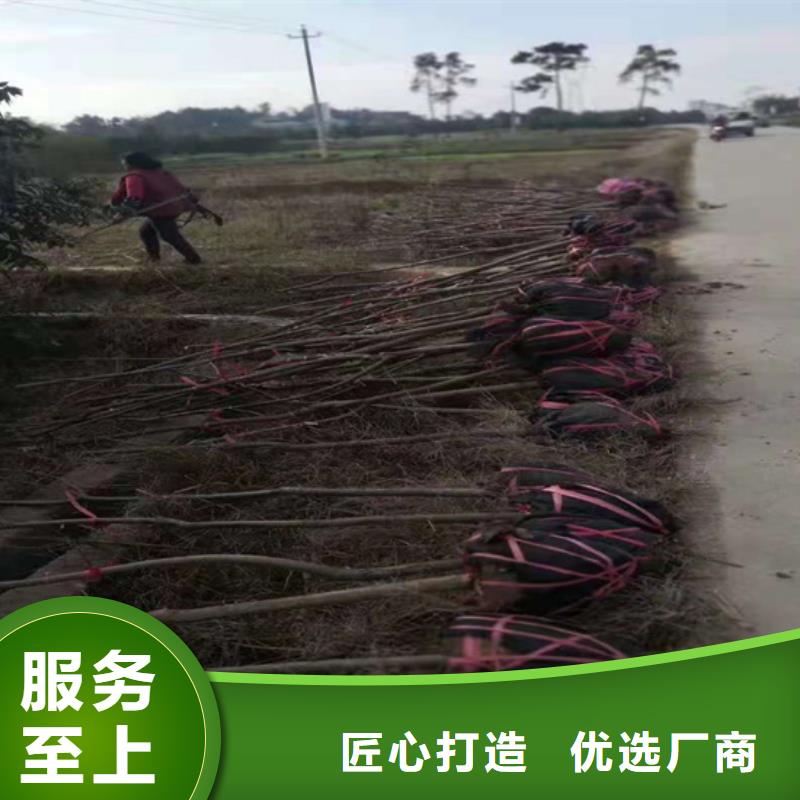碧根果苹果苗品质无所畏惧