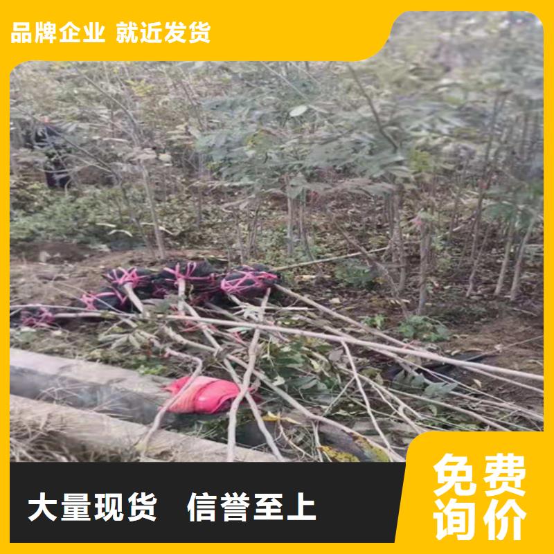 碧根果_梨树苗物流配送