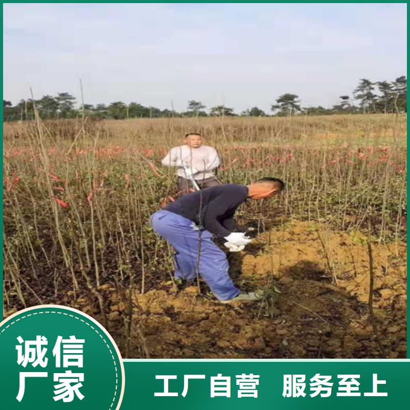 碧根果苹果苗品质无所畏惧