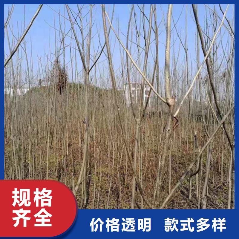 碧根果树苗免费咨询