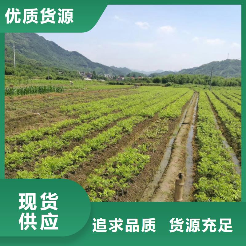 碧根果_梨树苗物流配送