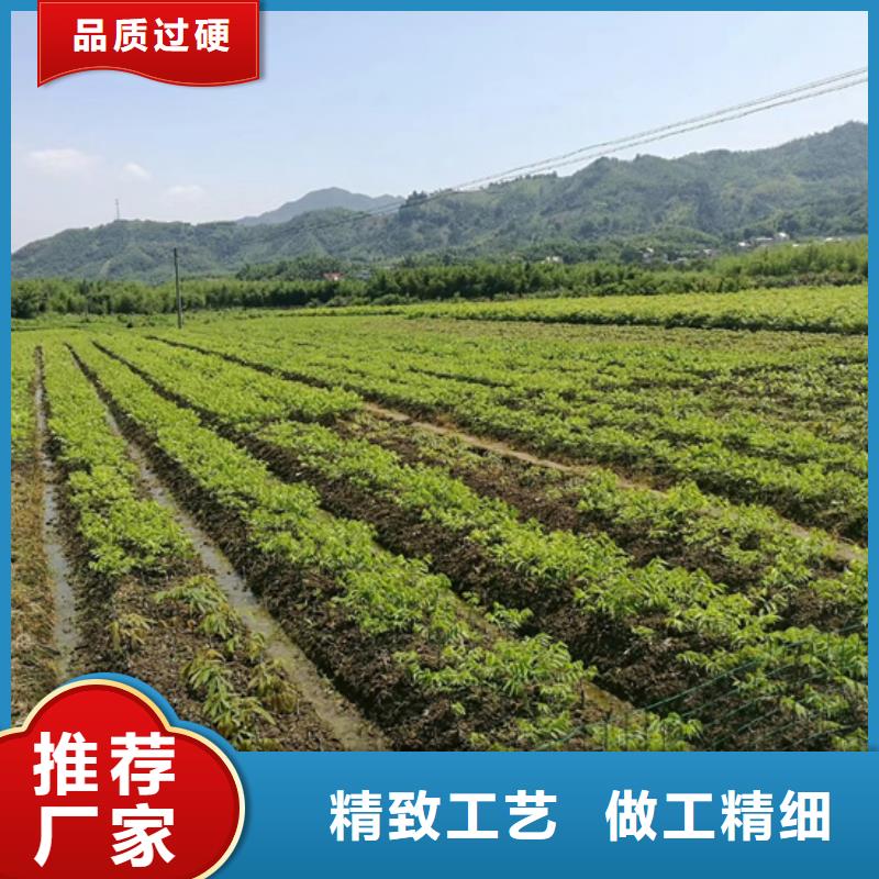 碧根果苹果苗品质无所畏惧