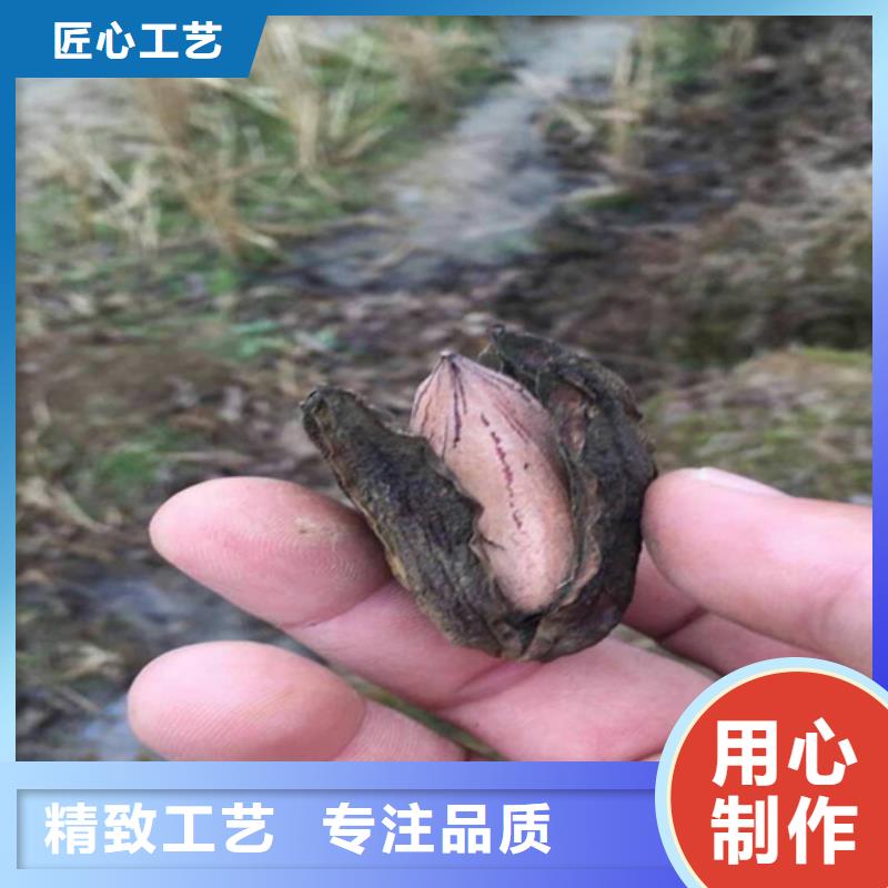 碧根果_桃树苗工厂批发