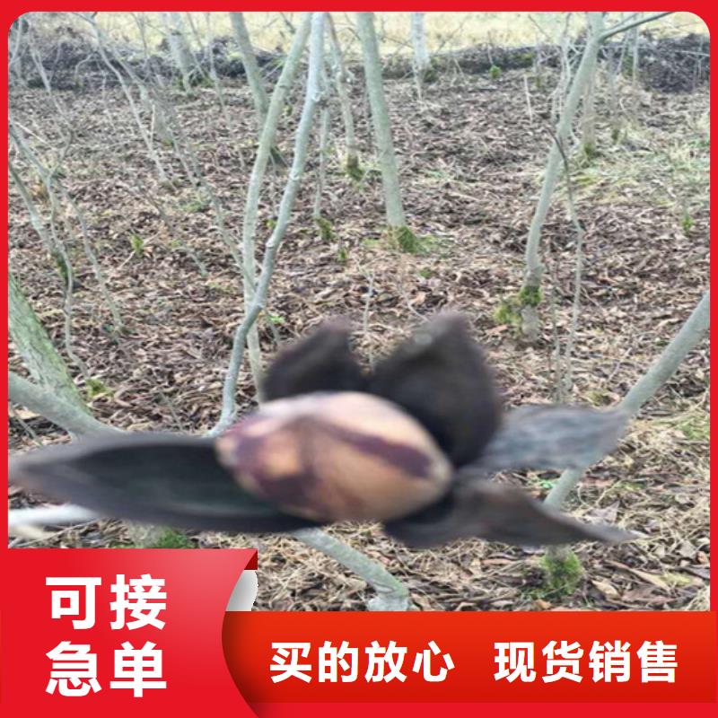 碧根果苹果苗品质无所畏惧