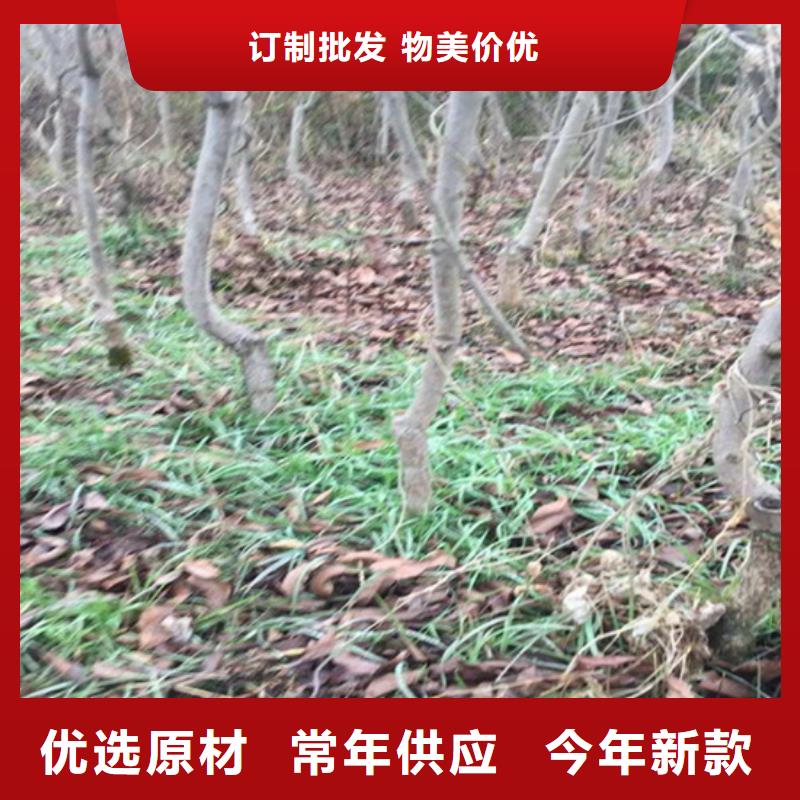 碧根果苹果苗品质无所畏惧