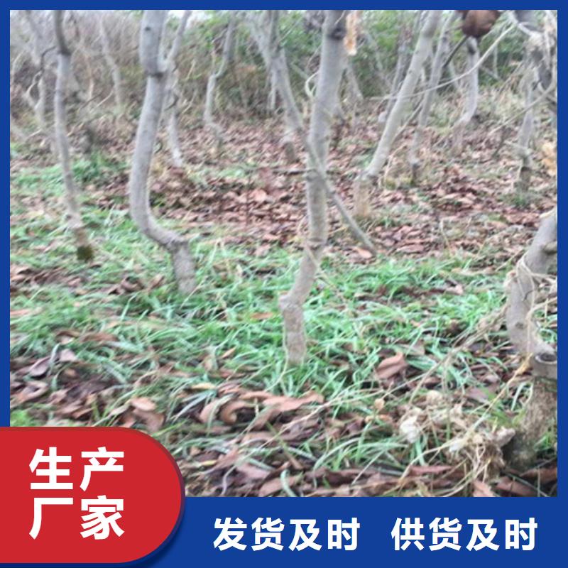 碧根果【蓝莓苗】让客户买的放心