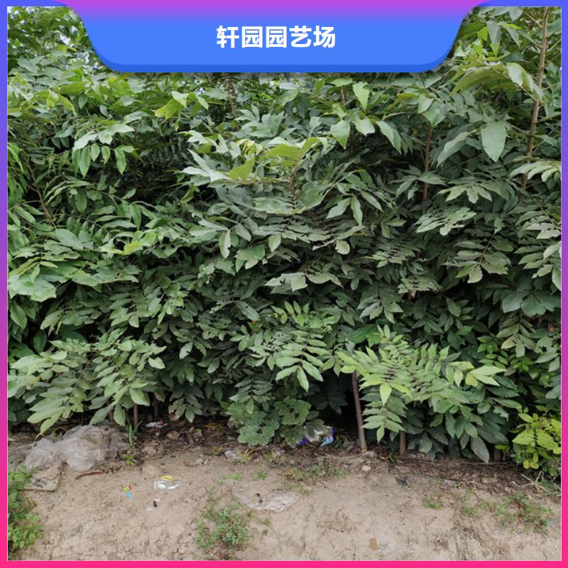 碧根果-花椒苗现货
