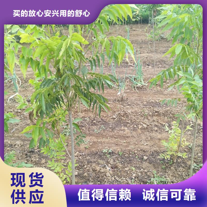 碧根果苹果苗品质无所畏惧