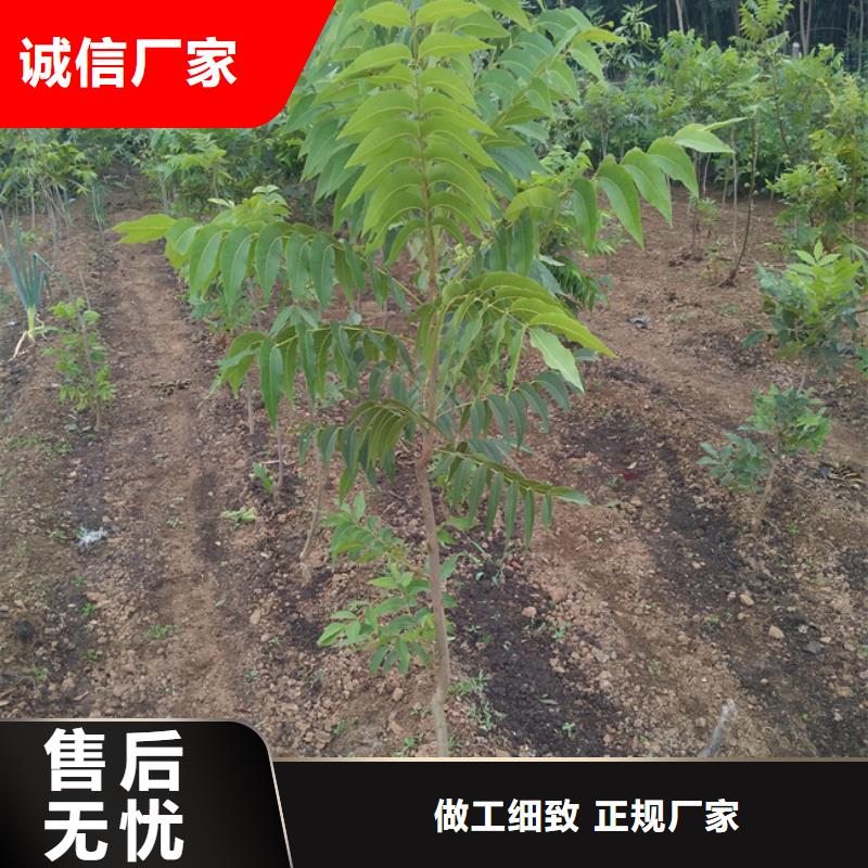 碧根果-花椒苗现货