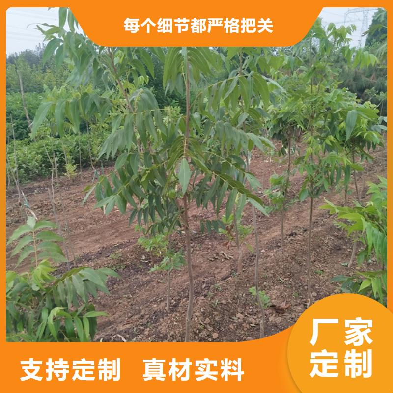 碧根果苹果苗品质无所畏惧