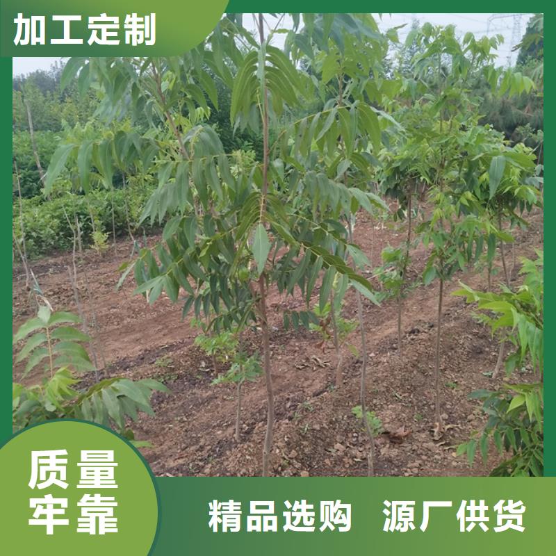 碧根果_桃树苗工厂批发