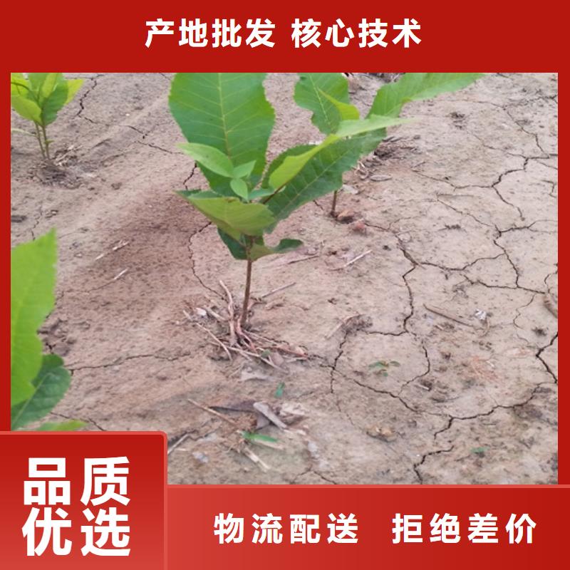 碧根果黄瓜苗专业生产品质保证