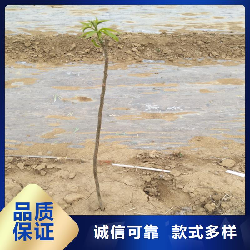 碧根果_梨树苗物流配送