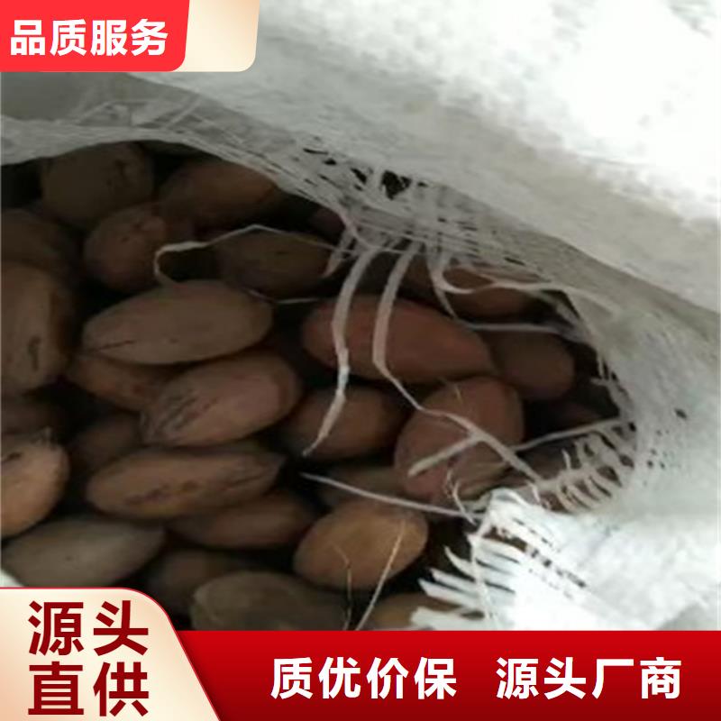 碧根果蓝莓苗一站式采购方便省心