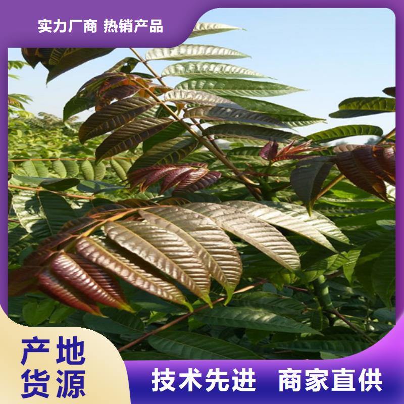 香椿西瓜苗优良工艺