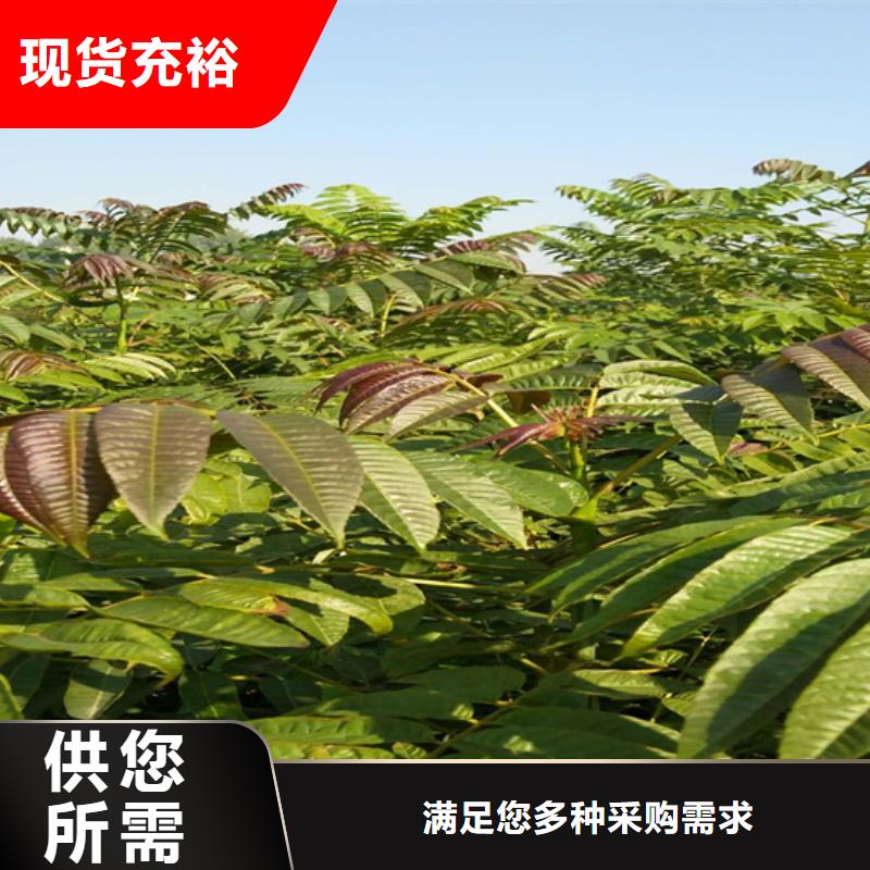 香椿,3公分石榴苗多种优势放心选择