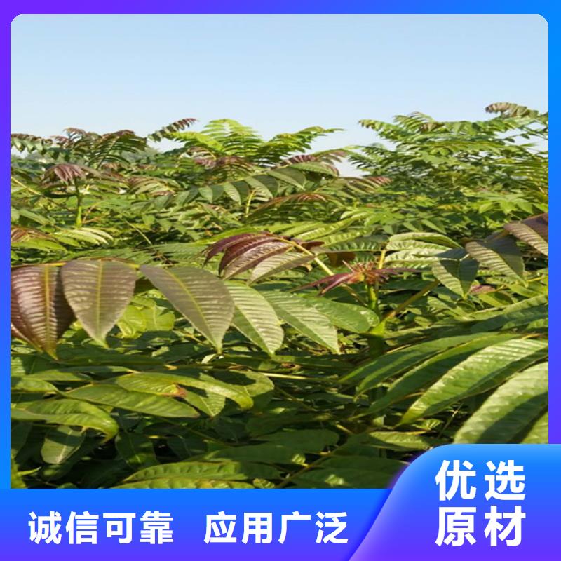 香椿梨树苗老客户钟爱