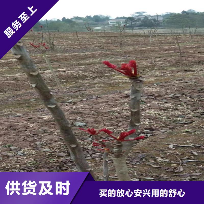 香椿,3公分石榴苗多种优势放心选择