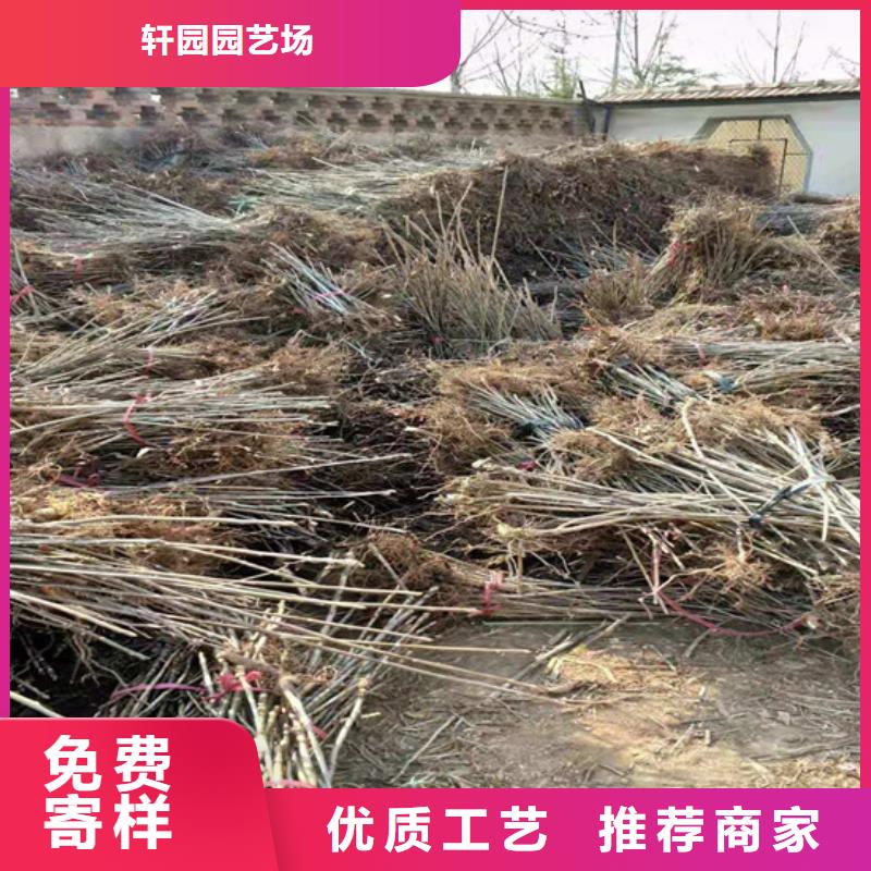 香椿西瓜苗优良工艺