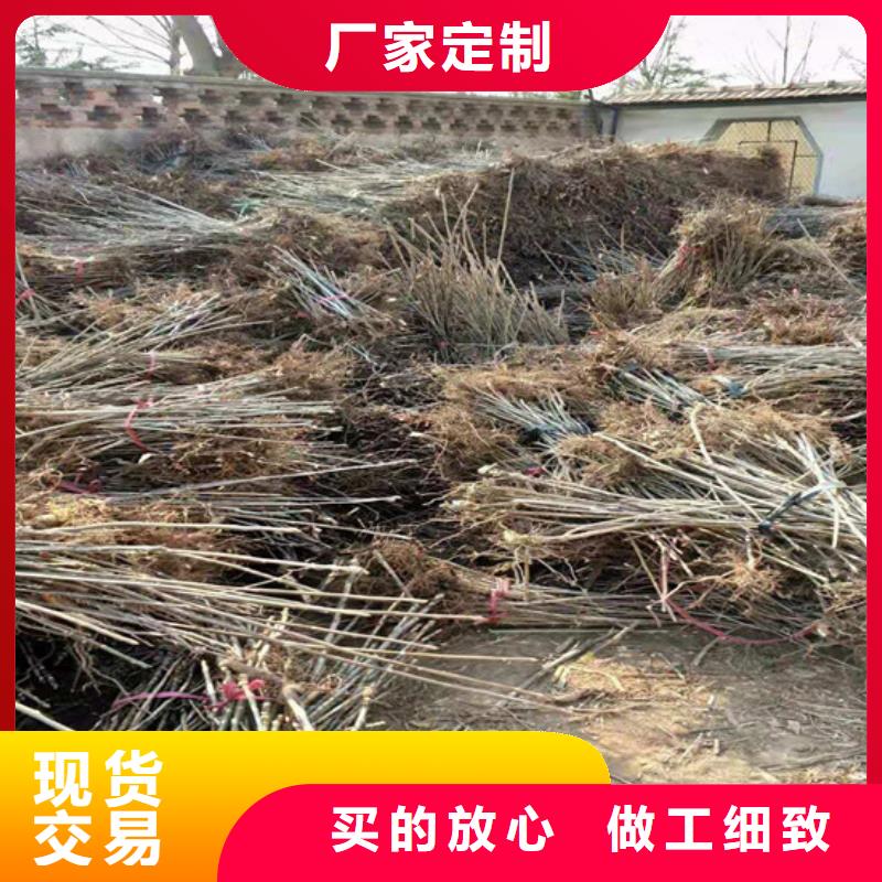 香椿,3公分石榴苗多种优势放心选择