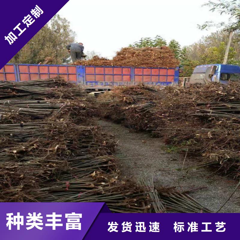 香椿西瓜苗优良工艺