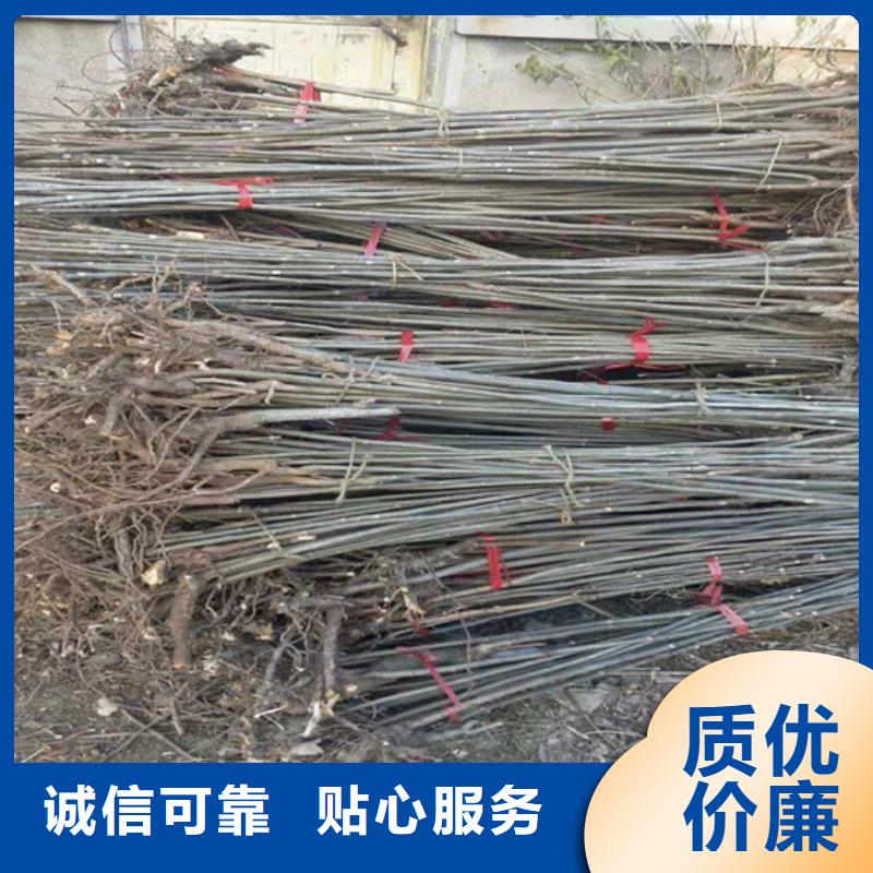 香椿,3公分石榴苗多种优势放心选择