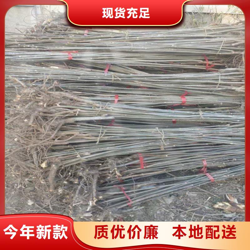 香椿,3公分石榴苗多种优势放心选择