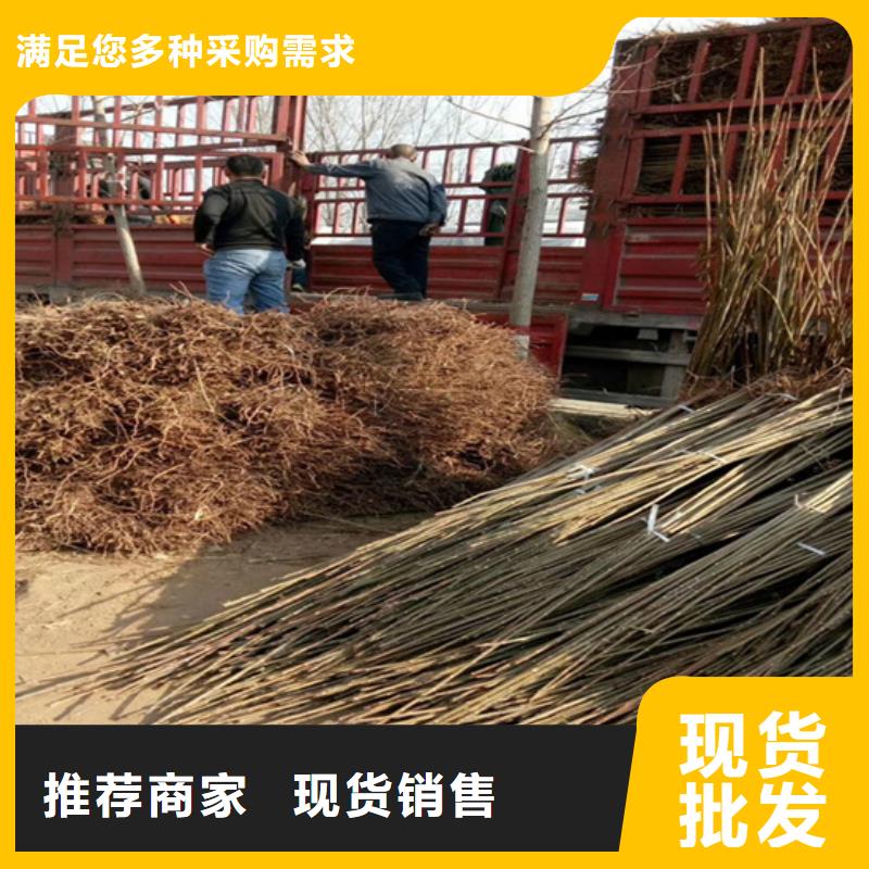 香椿梨树苗老客户钟爱