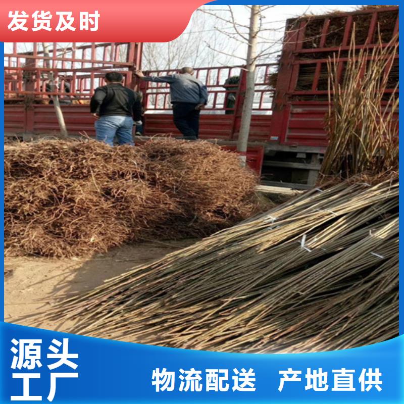 香椿,3公分石榴苗多种优势放心选择