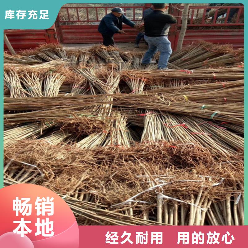 香椿,红颜草莓拒绝差价