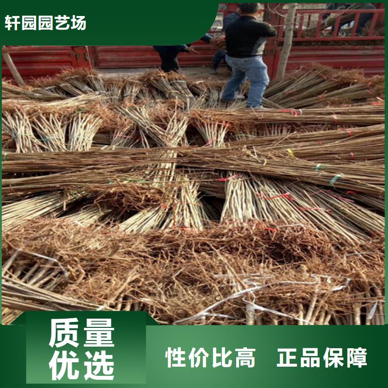 香椿西瓜苗优良工艺