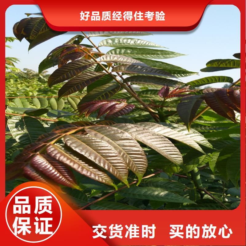 香椿,3公分石榴苗多种优势放心选择