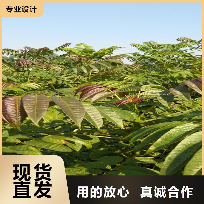 香椿,3公分石榴苗多种优势放心选择
