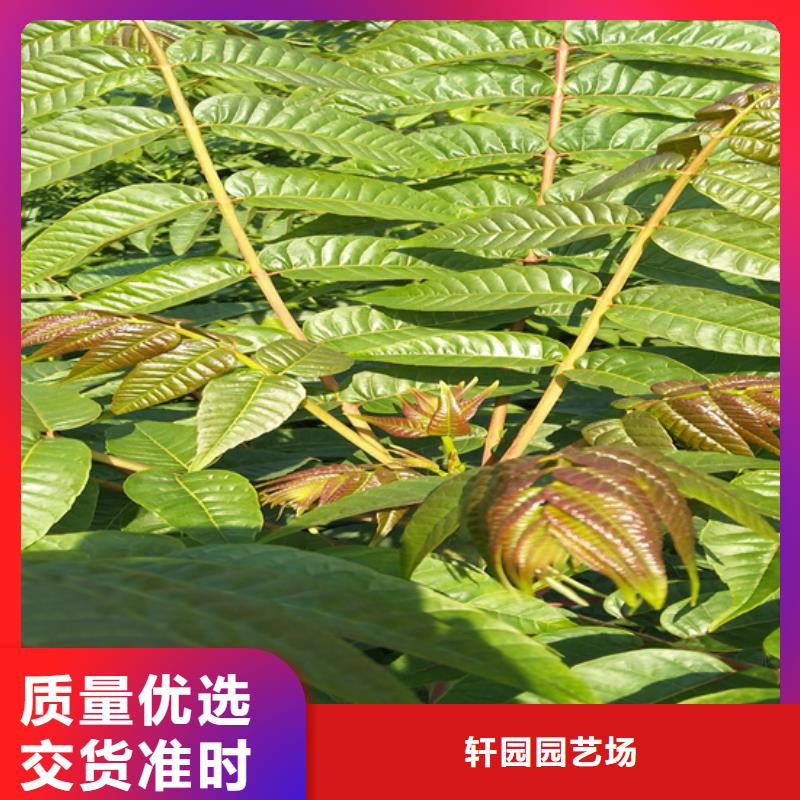 香椿,3公分石榴苗多种优势放心选择
