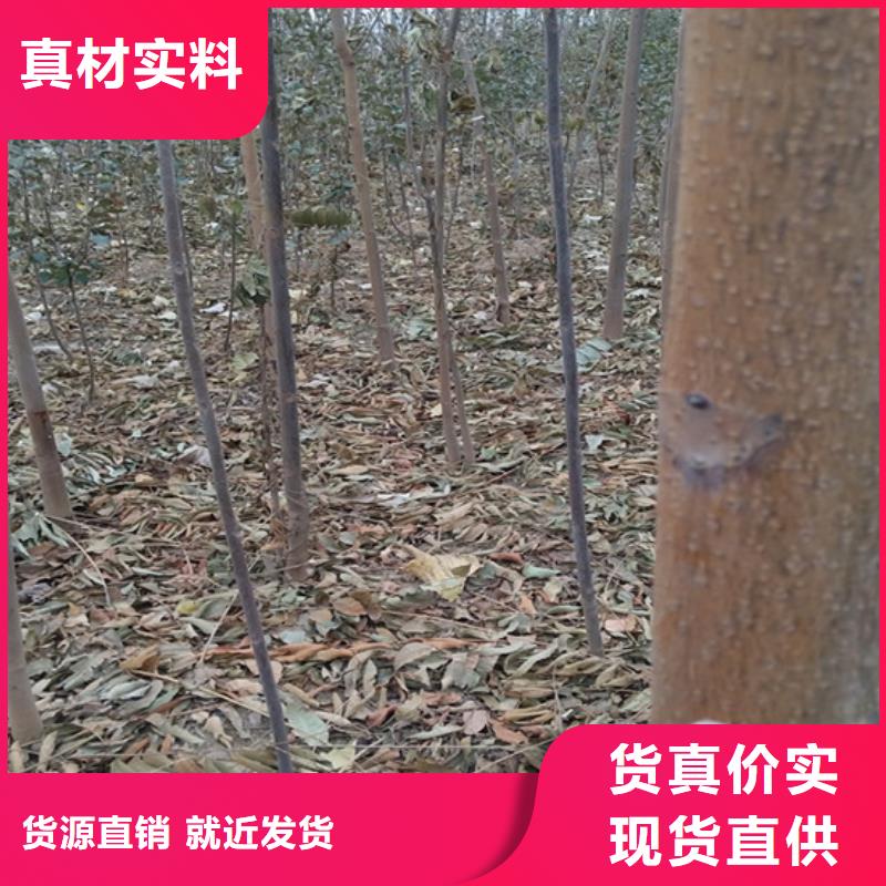 香椿,3公分石榴苗多种优势放心选择
