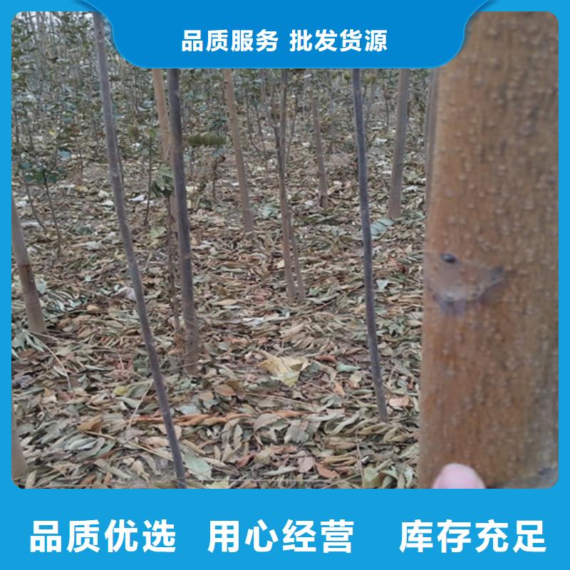香椿,3公分石榴苗多种优势放心选择
