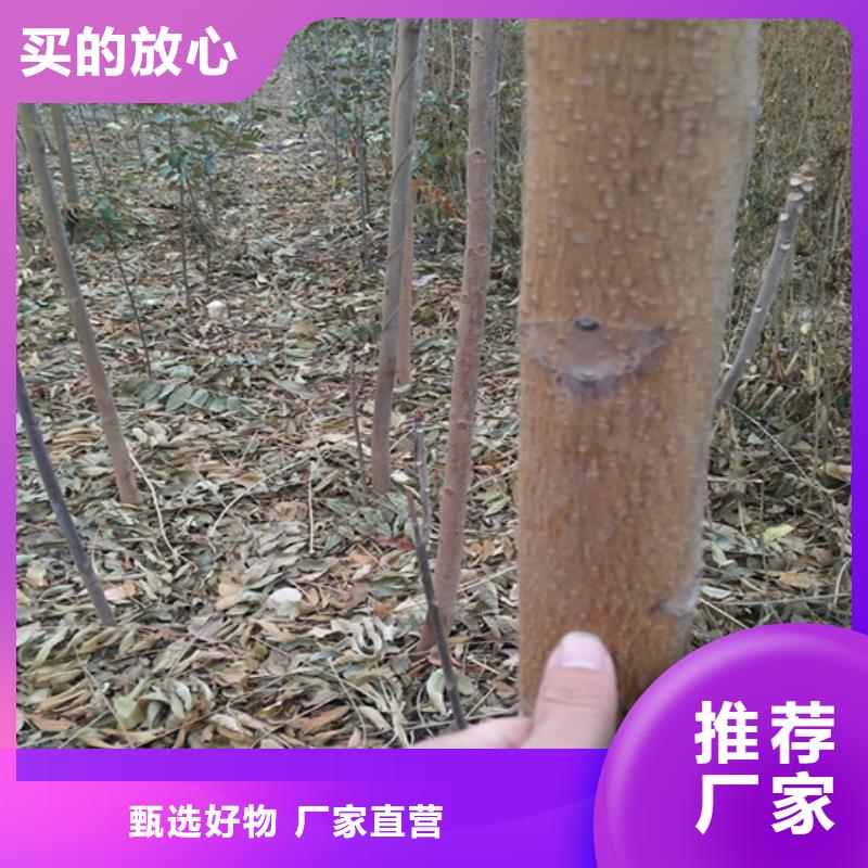 香椿,红颜草莓拒绝差价