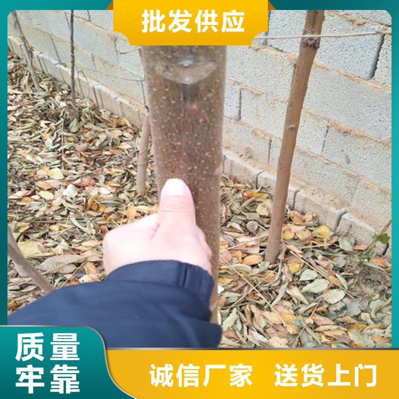 香椿樱桃苗海量现货直销
