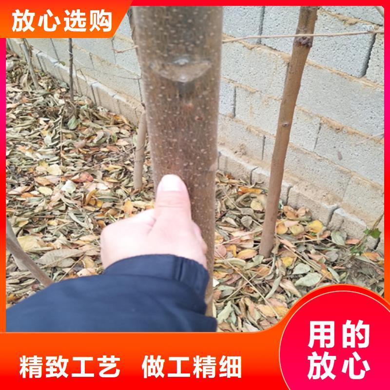 香椿梨树苗老客户钟爱