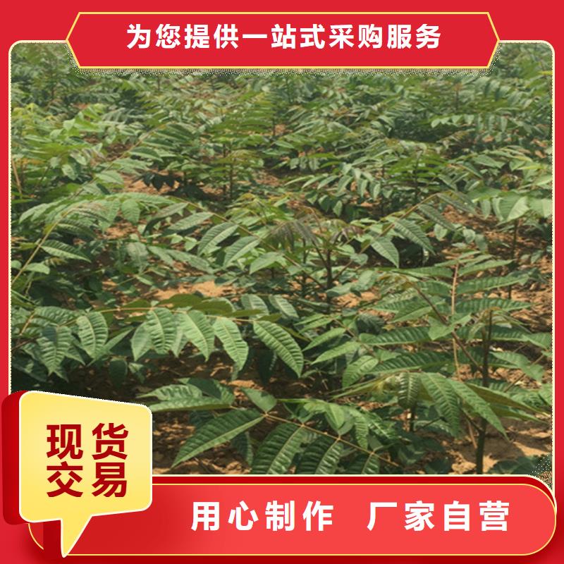 香椿樱桃苗超产品在细节